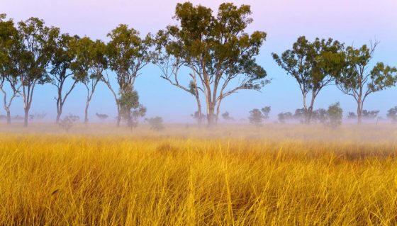 Open Grassland Habitat — Aussie Gold Natural Spring Water in Australia