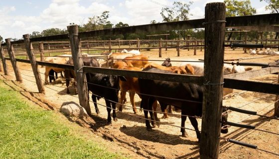 Beef Cattle Waiting For A Sale Resting — Aussie Gold Natural Spring Water in Australia